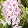 Rhododendron micranthum 'Bloombux'® (Rododendron 'Bloombux')