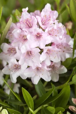Rhododendron micranthum 'Bloombux'® (Rododendron 'Bloombux')