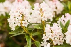 Rhododendron micranthum 'Bloombux'® (Rododendron 'Bloombux')