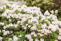 Rhododendron micranthum 'Bloombux'® (Rododendron 'Bloombux')