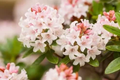 Rhododendron micranthum 'Bloombux'® (Rododendron 'Bloombux')