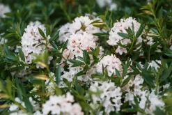 Rhododendron micranthum 'Bloombux'® (Rododendron 'Bloombux')