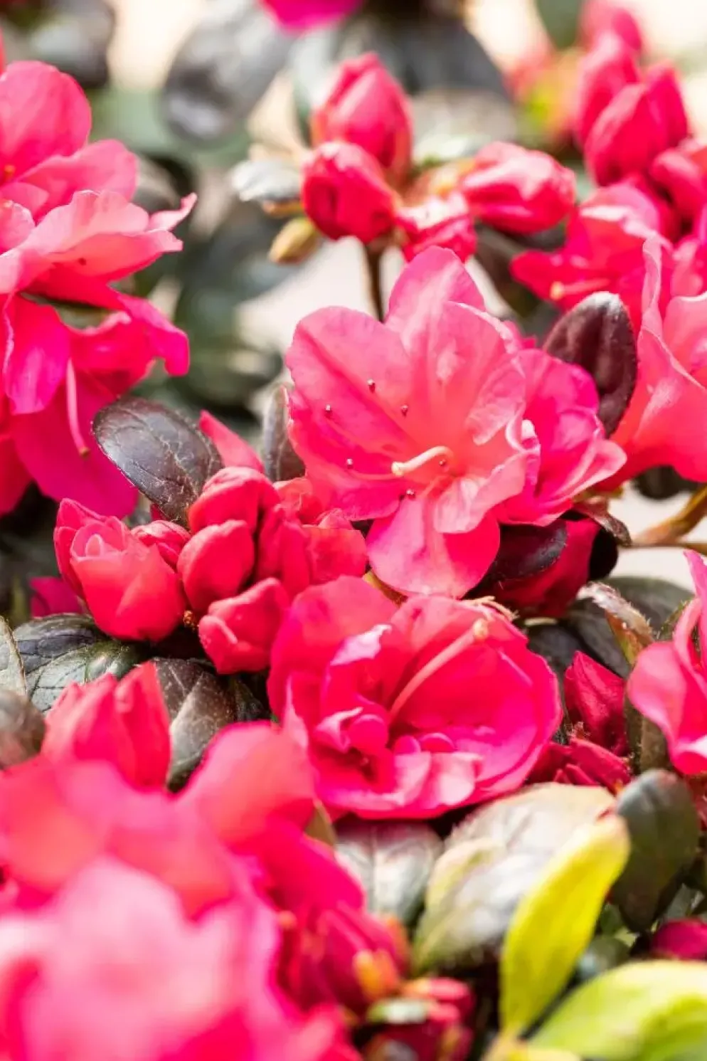 Rhododendron obtusum 'Canzonetta' (Rhododendron 'Canzonetta')