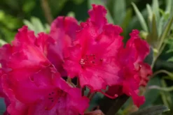 Rhododendron yakushimanum 'Vollblut' (Rododendron 'Vollblut')