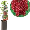 Ribes rubrum 'Rovada' (Rode Aalbes) fruitplant 60cm