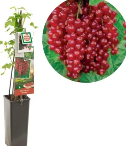 Ribes rubrum 'Rovada' (Rode Aalbes) fruitplant 60cm