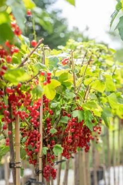 Ribes rubrum 'Rovada' (Rode Aalbes) fruitplant 60cm