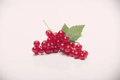 Ribes rubrum 'Rovada' (Rode Aalbes) fruitplant 60cm