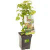 Ribes rubrum (Witte bes) fruitplant 60cm