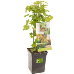 Ribes rubrum (Witte bes) fruitplant 60cm
