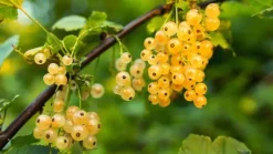 Ribes rubrum (Witte bes) fruitplant 60cm
