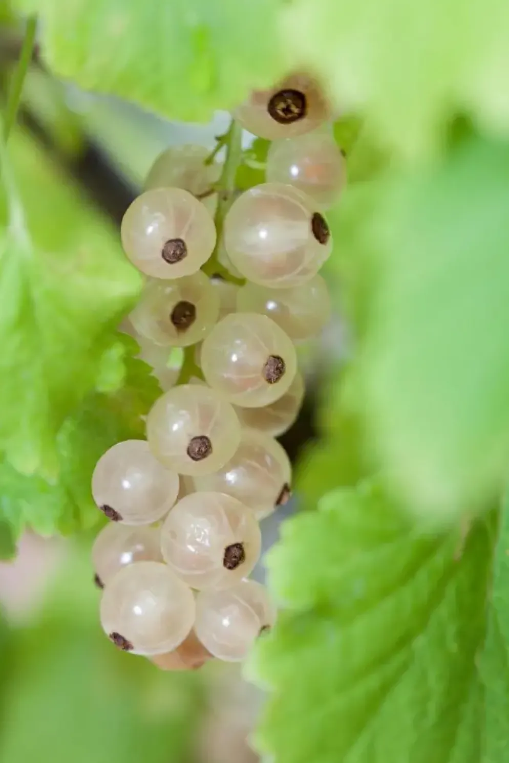 Ribes rubrum (Witte bes) fruitplant 60cm