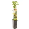 Ribes rubrum 'Witte Parel' (Witte bes) fruitplant 60cm