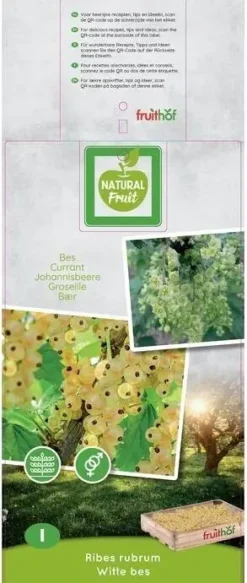 Ribes rubrum 'Witte Parel' (Witte bes) fruitplant 60cm