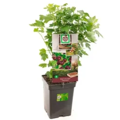 Ribes uva-crispa 'Captivator' (Kruisbes) fruitplant 60cm