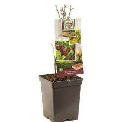 Ribes uva-crispa 'Captivator' (Kruisbes) fruitplant 60cm
