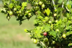 Ribes uva-crispa 'Captivator' (Kruisbes) fruitplant 60cm