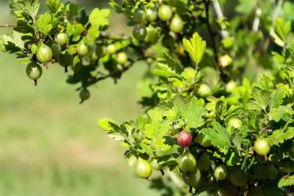 Ribes uva-crispa 'Captivator' (Kruisbes) fruitplant 60cm