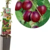 Ribes uva-crispa 'Captivator' (Kruisbes) fruitplant 60cm
