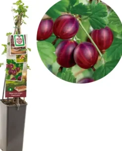 Ribes uva-crispa 'Captivator' (Kruisbes) fruitplant 60cm
