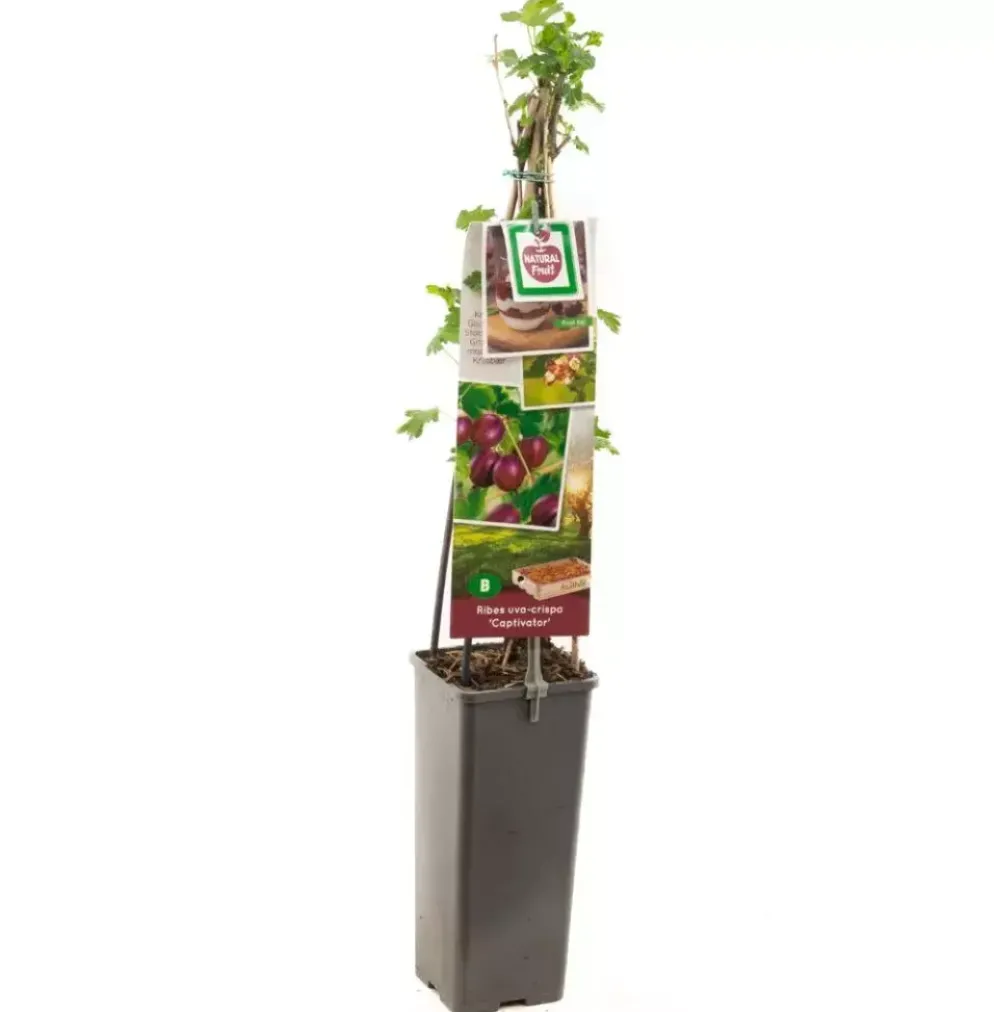 Ribes uva-crispa 'Captivator' (Kruisbes) fruitplant 60cm