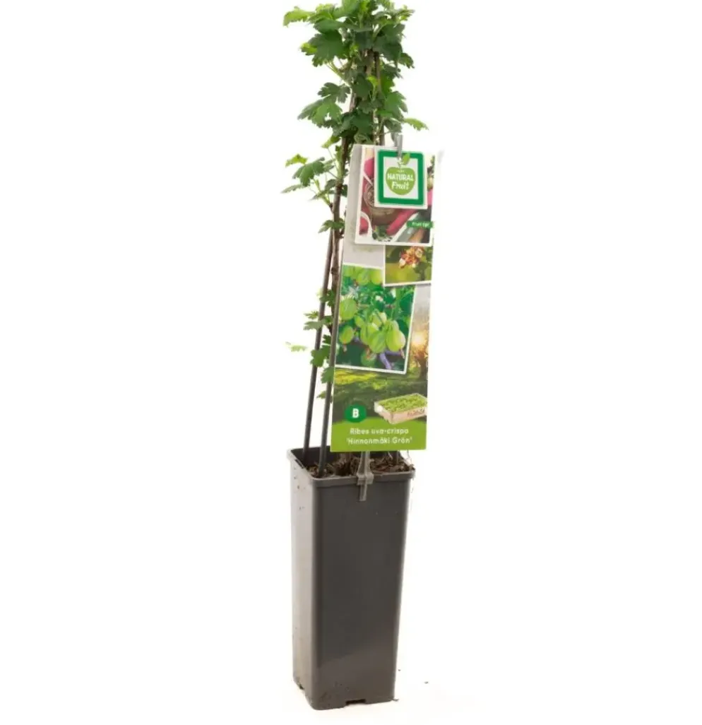 Ribes uva-crispa 'Hinnonmäki Grön' (Kruisbes) fruitplant 60cm