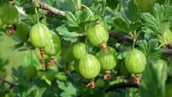 Ribes uva-crispa 'Hinnonmäki Grön' (Kruisbes) fruitplant 60cm