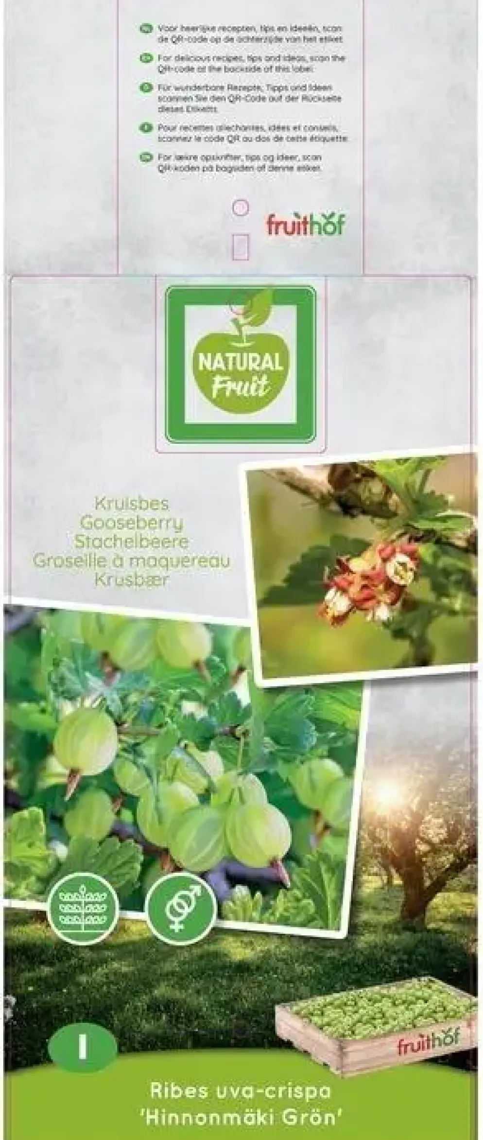 Ribes uva-crispa 'Hinnonmäki Grön' (Kruisbes) fruitplant 60cm