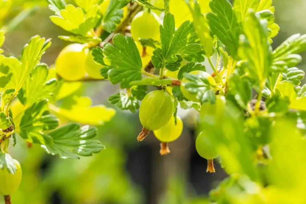 Ribes uva-crispa 'Hinnonmäki Grön' (Kruisbes) fruitplant 60cm