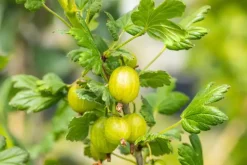 Ribes uva-crispa 'Hinnonmäki Grön' (Kruisbes) fruitplant 60cm