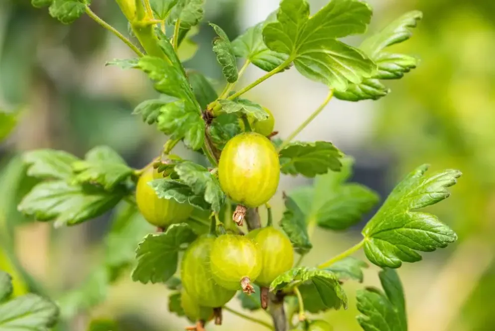 Ribes uva-crispa 'Hinnonmäki Grön' (Kruisbes) fruitplant 60cm
