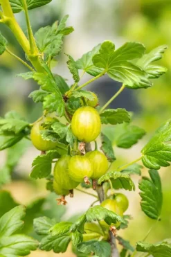 Ribes uva-crispa 'Hinnonmäki Grön' (Kruisbes) fruitplant 60cm