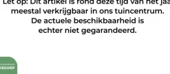 Ribes uva-crispa 'Hinnonmäki Grön' (Kruisbes) fruitplant 60cm