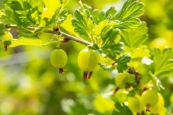 Ribes uva-crispa 'Hinnonmäki Grön' (Kruisbes) fruitplant 60cm