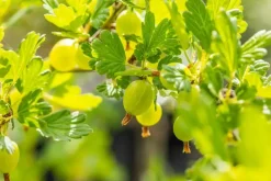 Ribes uva-crispa 'Hinnonmäki Grön' (Kruisbes) fruitplant 60cm
