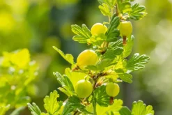 Ribes uva-crispa 'Hinnonmäki Grön' (Kruisbes) fruitplant 60cm