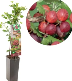 Ribes uva-crispa 'Hinnonmäki Röd' (Kruisbes) fruitplant 60cm