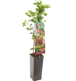 Ribes uva-crispa 'Hinnonmäki Röd' (Kruisbes) fruitplant 60cm