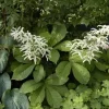 Rodgersia (Kastanjebladige astilbe)