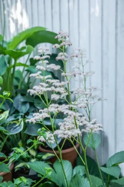Rodgersia (Kastanjebladige astilbe)