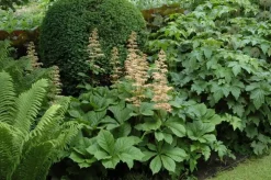 Rodgersia (Kastanjebladige astilbe)
