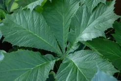Rodgersia (Kastanjebladige astilbe)