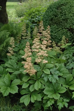Rodgersia (Kastanjebladige astilbe)