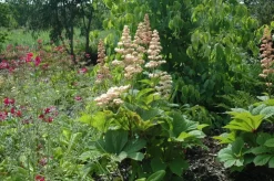 Rodgersia (Kastanjebladige astilbe)