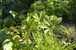 Rodgersia (Kastanjebladige astilbe)