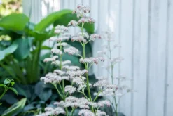 Rodgersia (Kastanjebladige astilbe)