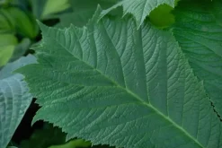 Rodgersia (Kastanjebladige astilbe)