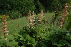 Rodgersia (Kastanjebladige astilbe)
