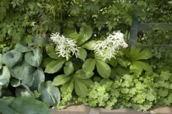 Rodgersia (Kastanjebladige astilbe)
