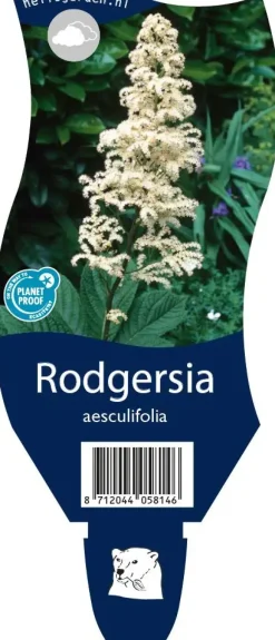 Rodgersia (Kastanjebladige astilbe)